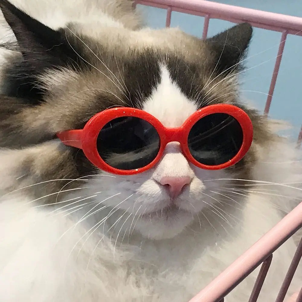 Round Plastic Pet Accessories | Cat Sunglasses | Kitten Eye-Wear