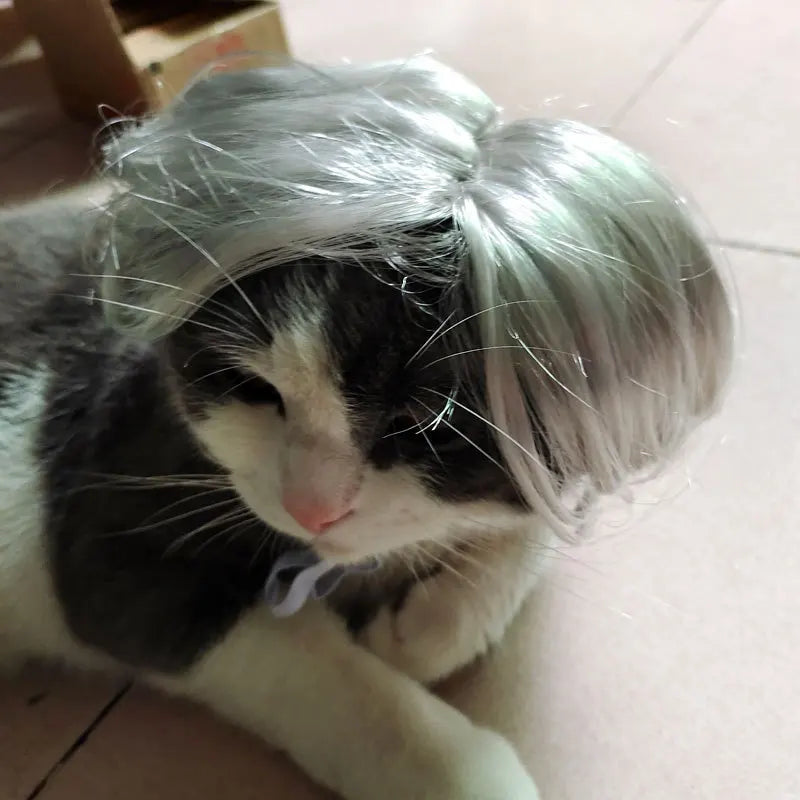 Pet Wigs | Cat Cosplay Props | Kitten Hat Costumes