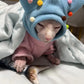 Hairless Cat Pet Costume | Pet Clown Plush Ball Hat | Kitten Winter Headwear