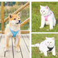 Pet Dog Harness | Outdoor Reflective Breathable Dog Traction Rope | Walking Harness