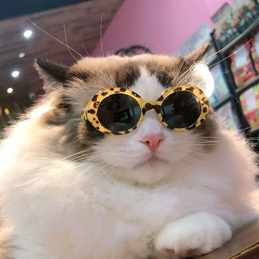 Round Plastic Pet Accessories | Cat Sunglasses | Kitten Eye-Wear