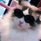 Round Plastic Pet Accessories | Cat Sunglasses | Kitten Eye-Wear