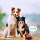 Pet Communication Button | Dog Talking Toys | Recordable Puppy Speaking Training