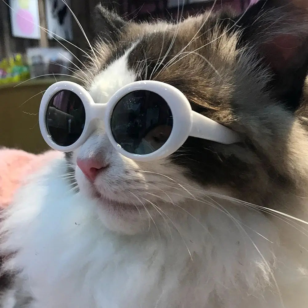 Round Plastic Pet Accessories | Cat Sunglasses | Kitten Eye-Wear