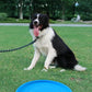 Flying Disc Dog Toy | Silicone Material Sturdy Bite-Resistant Puppy Toys | Bite Mark Repairable